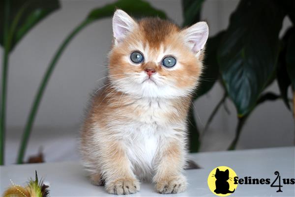 thechubbyfacedcat Picture 2